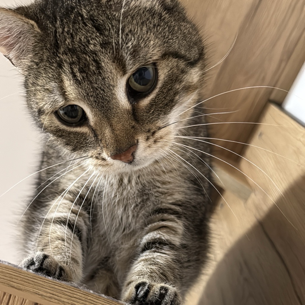 katzi
